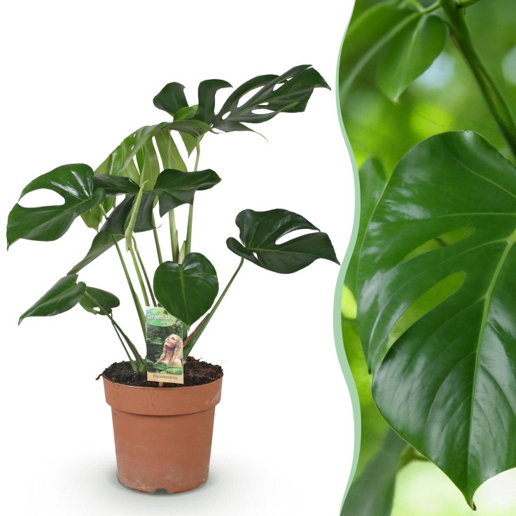 Monstera Deliciosa