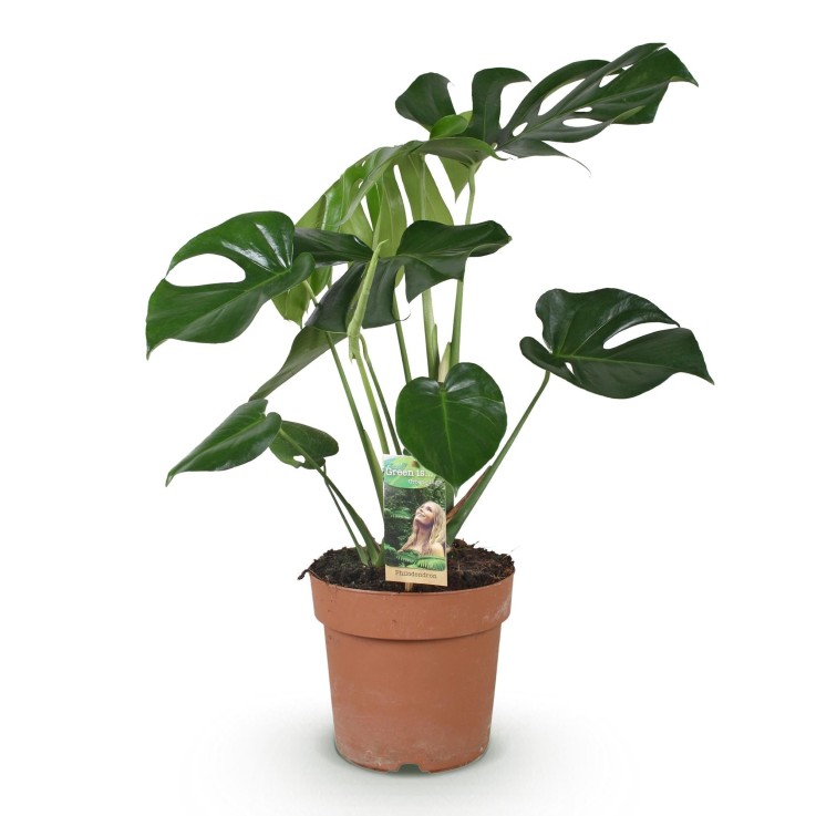 Monstera Deliciosa