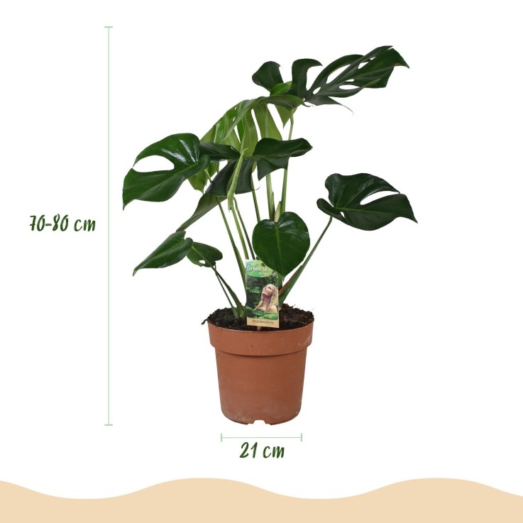 Monstera Deliciosa