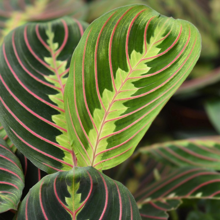 Maranta Fascinator -  2