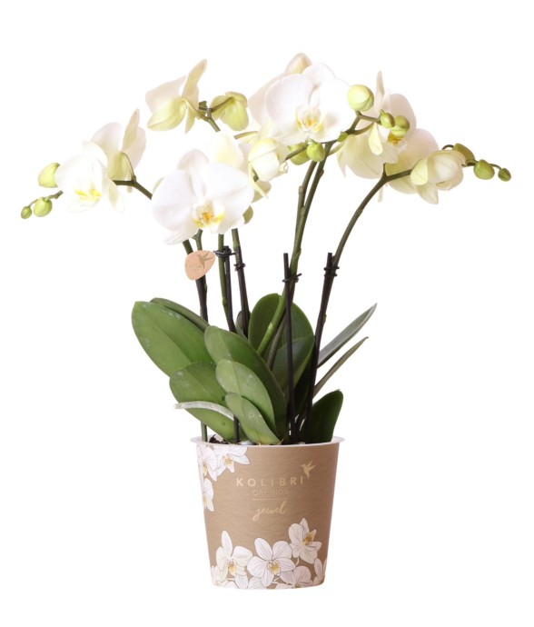 Orchidée blanche - Ø12cm -...