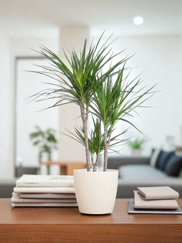 Dracaena Marginata et son pot -  Blanc