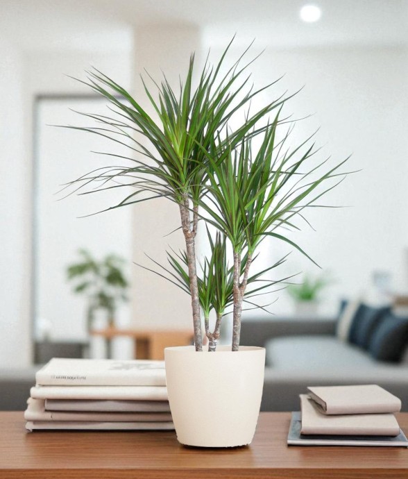 Dracaena Marginata et son...