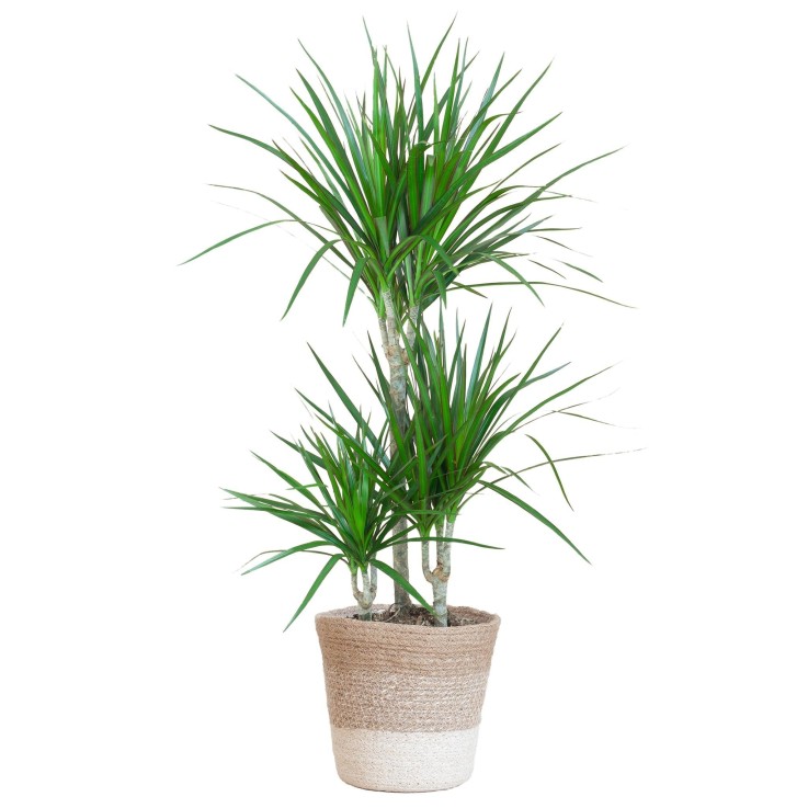 Dracaena Marginata et son pot -  Blanc