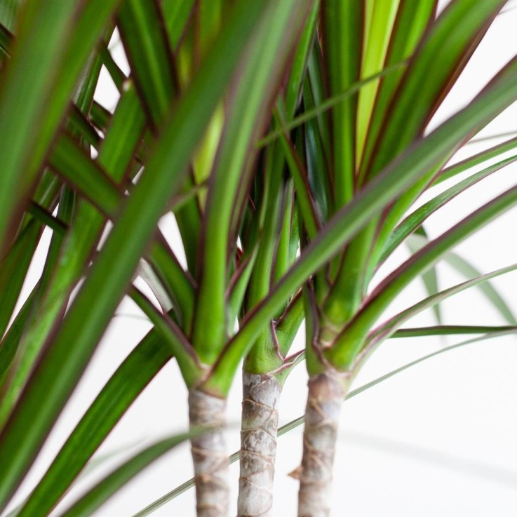 Dracaena Marginata et son pot -  Blanc