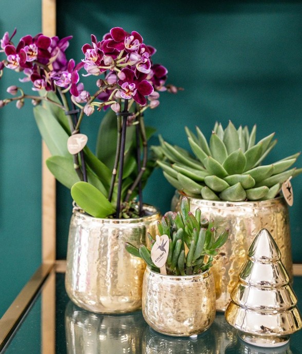 Orchidée Phalaenopsis rose...