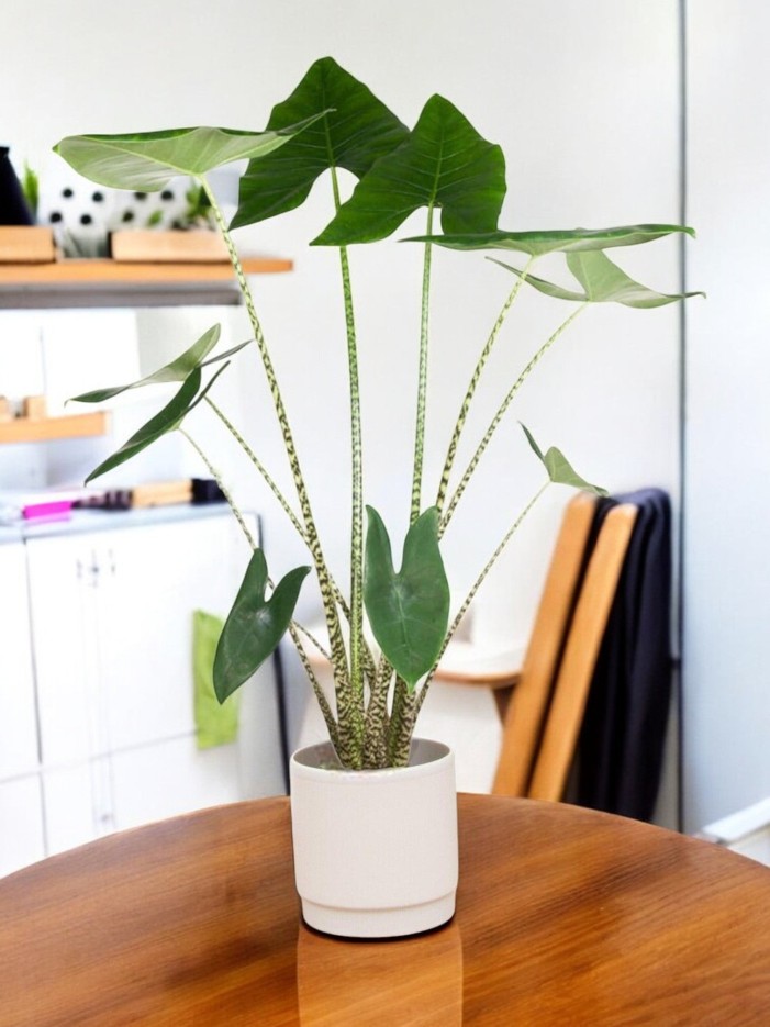 Alocasia Zebrina