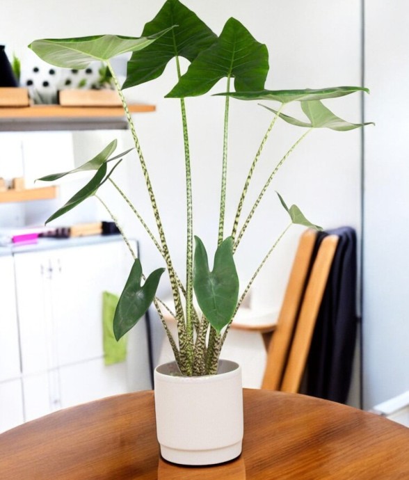 Alocasia Zebrina