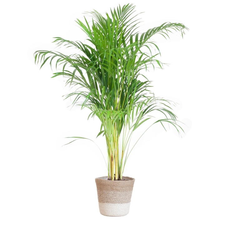 Palmier Areca et son pot -  Blanc