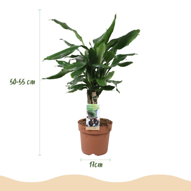 Dracaena fragrans Steudneri -  2