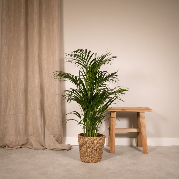 Grand Palmier Areca et son pot -  Hauteur 130cm Blanc avec reservoir