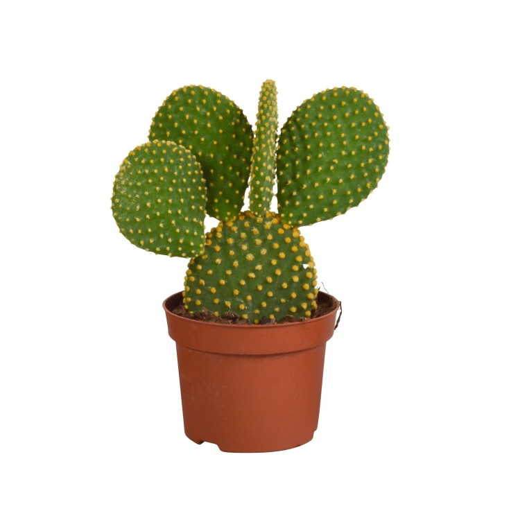 Opuntia Microdasys