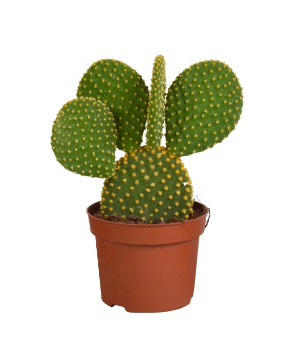 Opuntia Microdasys