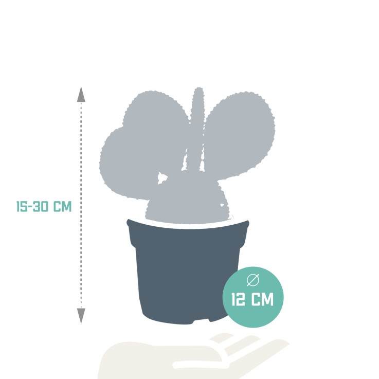 Opuntia Microdasys