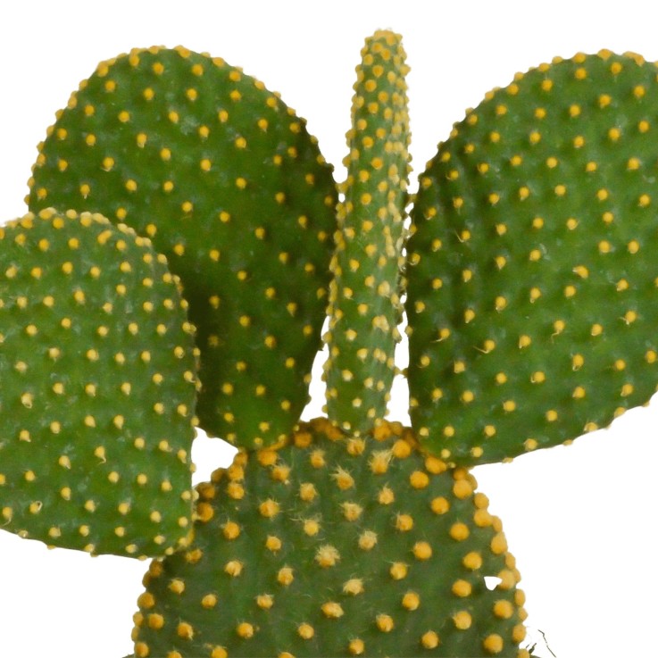 Opuntia Microdasys