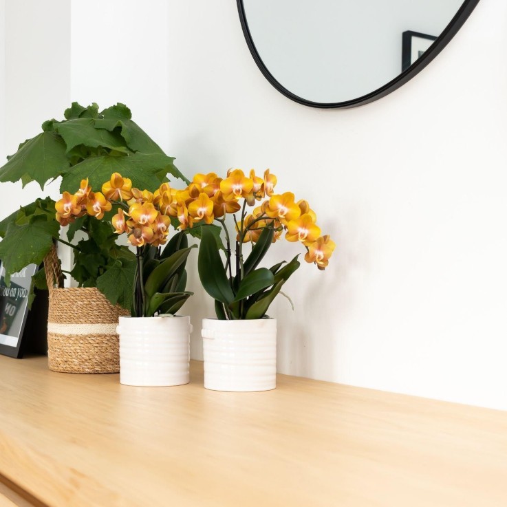 Orchidée Phalaenopsis Orange - Jewel Las Vegas -  Seule