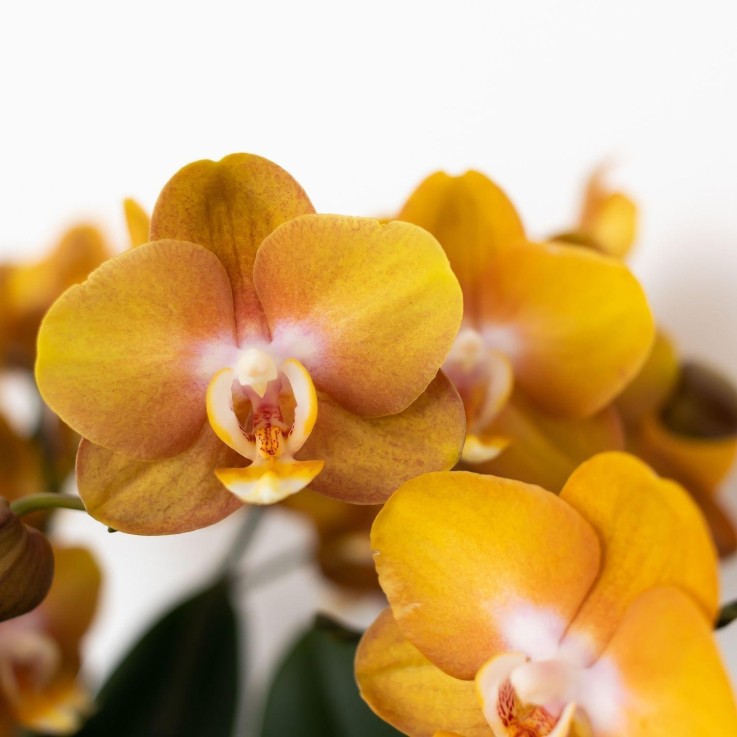 Orchidée Phalaenopsis Orange - Jewel Las Vegas -  Seule