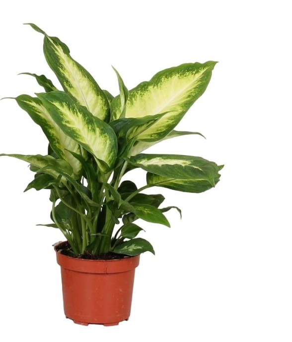 Dieffenbachia 'Camilla'