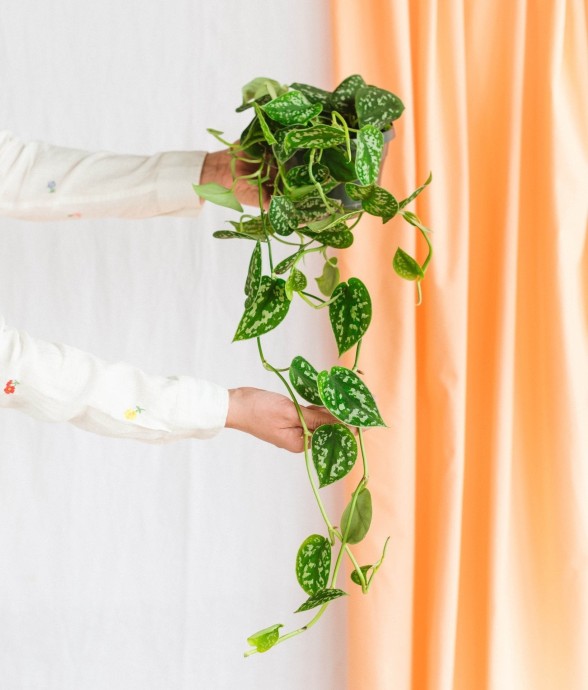 Scindapsus Trebie silver