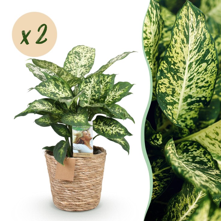 Dieffenbachia Compacta – Lot de 2 – Pot 17 cm