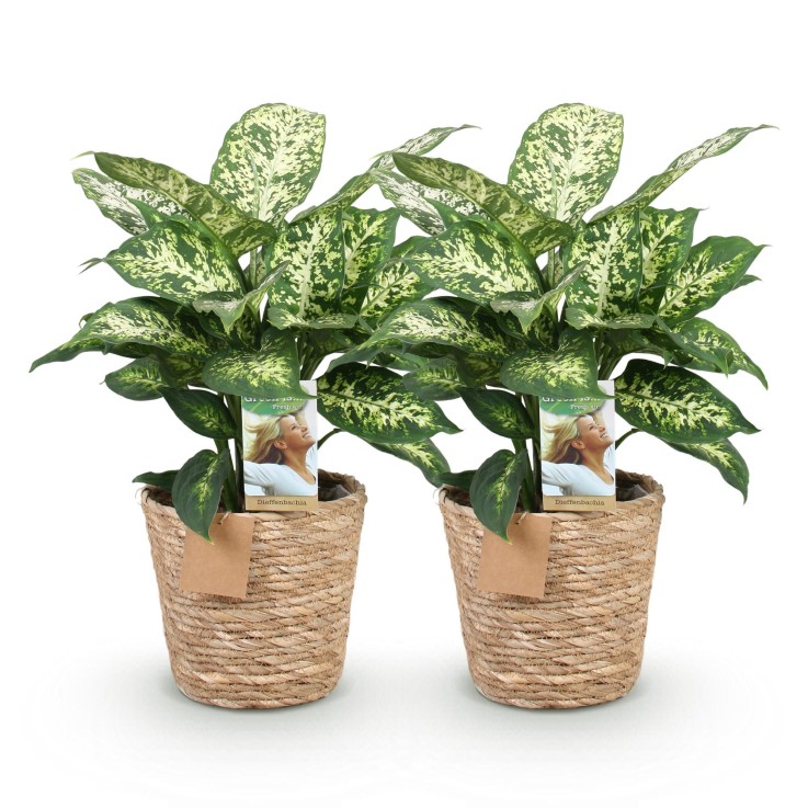 Dieffenbachia Compacta – Lot de 2 – Pot 17 cm
