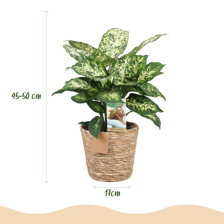 Dieffenbachia Compacta – Lot de 2 – Pot 17 cm