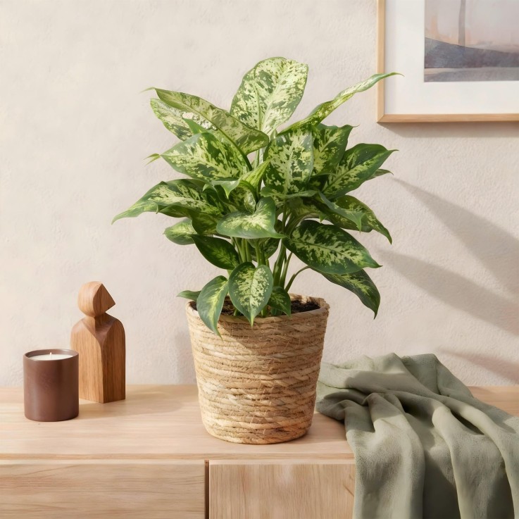 Dieffenbachia Compacta – Lot de 2 – Pot 17 cm