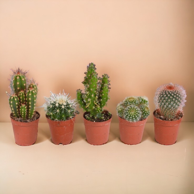 Coffret cactus, succulentes - Lot de 15 plantes, h13cm