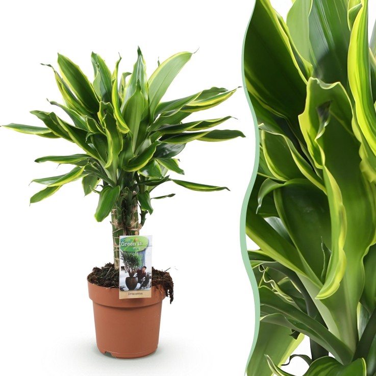 Dracaena fragrans Golden Coast -  1