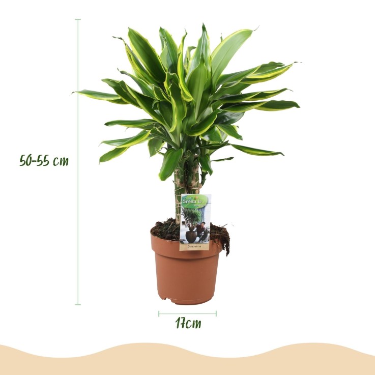 Dracaena fragrans Golden Coast -  1