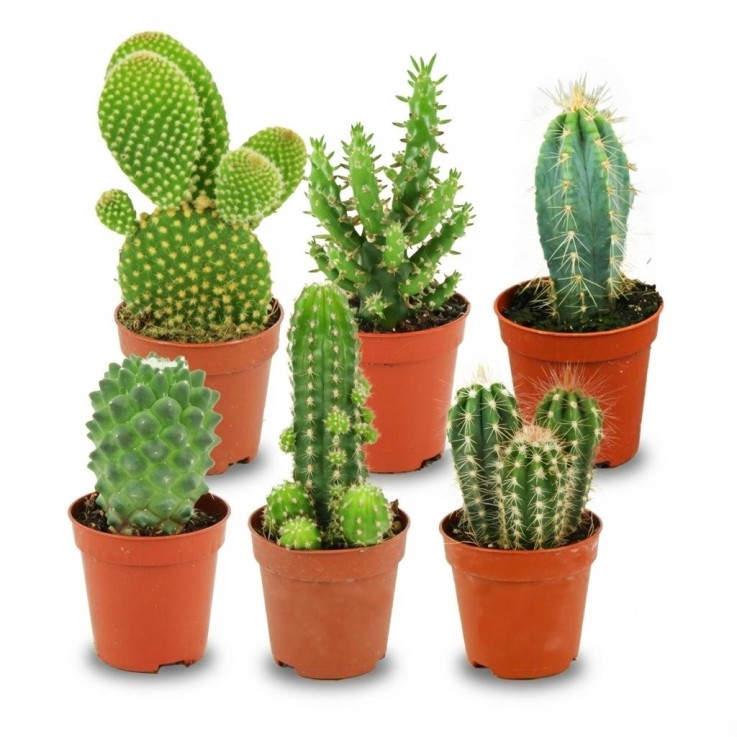 Mix mini Cactus -  6
