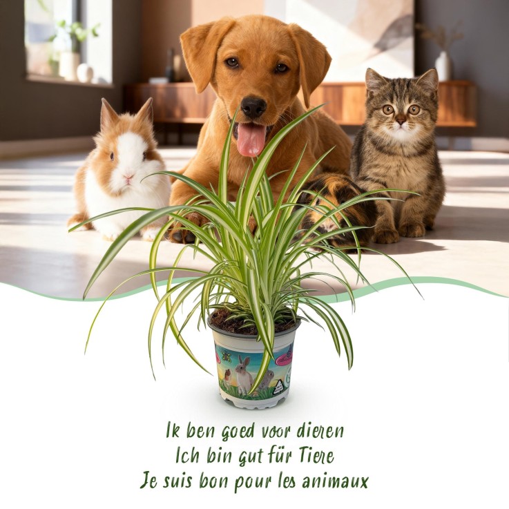 Chlorophytum comosum Variegatum -  4