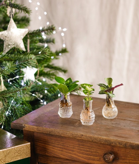 LIMA - Trio de plantes en...