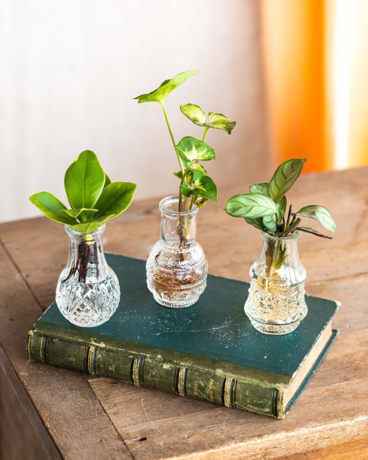 LIMA - Trio de plantes en hydroculture