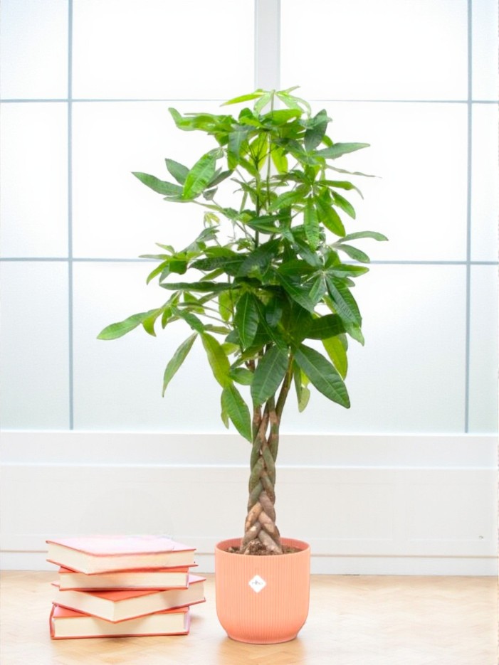 Pachira Aquatica et son pot -  Vert + Reservoir