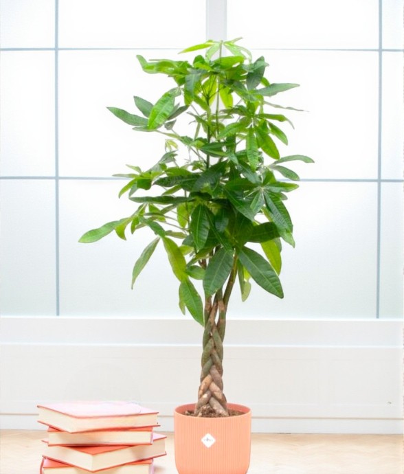 Pachira Aquatica et son pot...