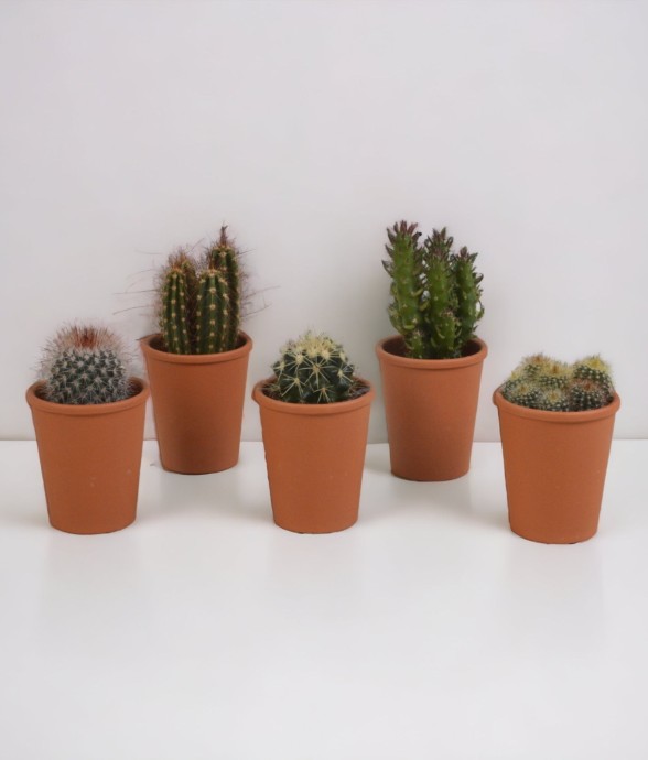 Coffret cadeau cactus - Lot...