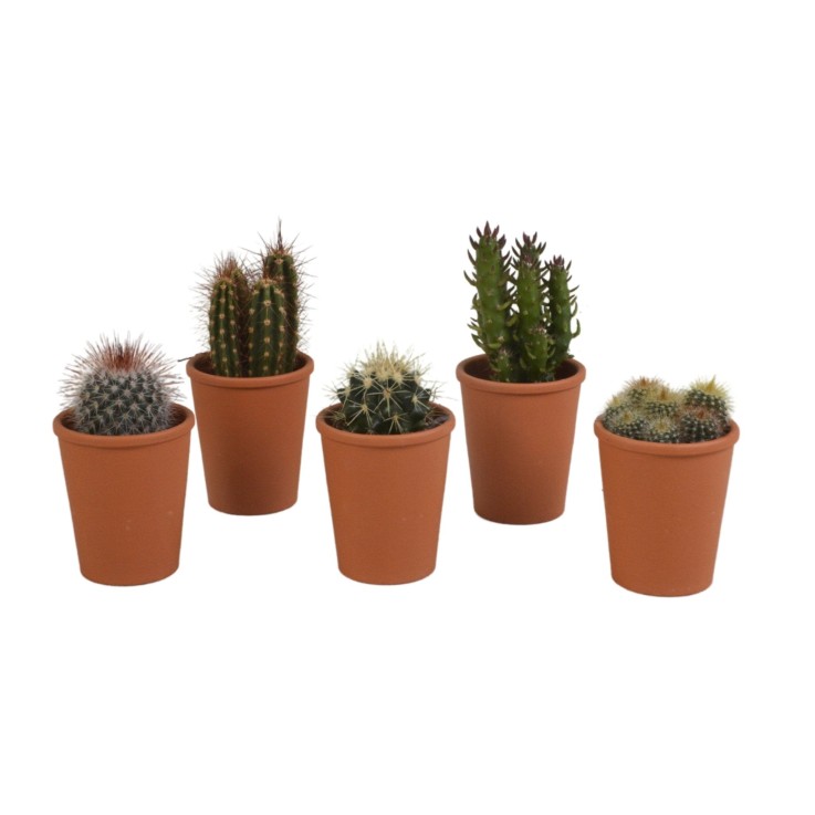 Coffret cadeau cactus - Lot de 5 plantes, h13cm