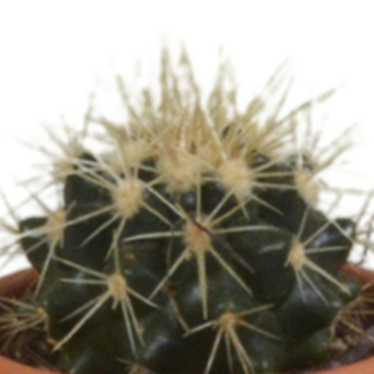 Coffret cadeau cactus - Lot de 5 plantes, h13cm