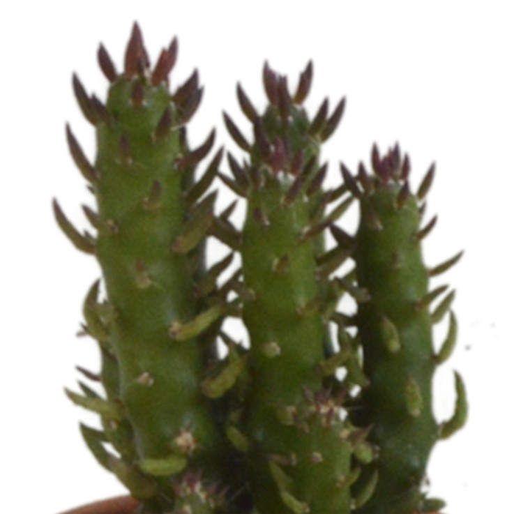 Coffret cadeau cactus - Lot de 5 plantes, h13cm