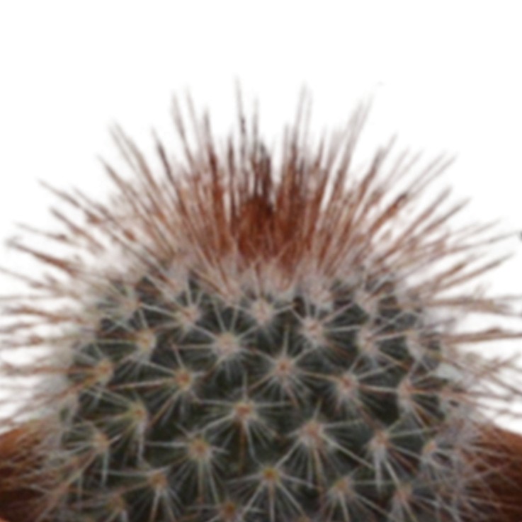 Coffret cadeau cactus - Lot de 5 plantes, h13cm