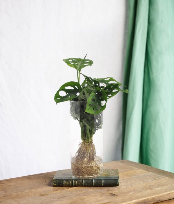 Monstera en hydroculture et...