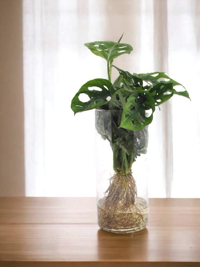 Monstera en hydroculture et vase