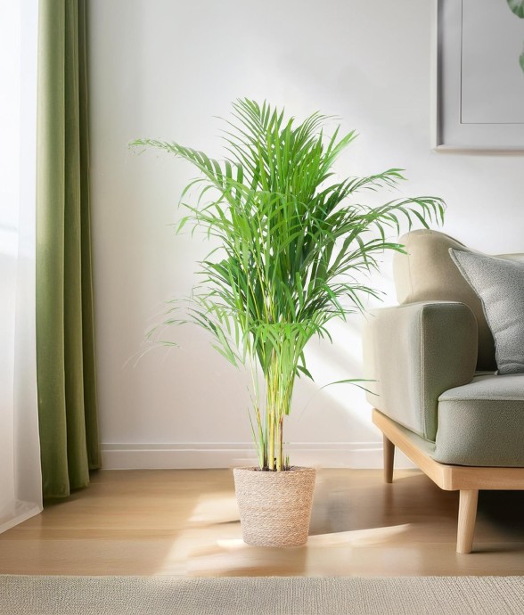 Palmier Areca et son pot -...