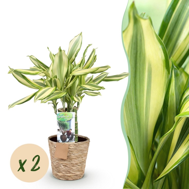 Dracaena fragrans Diamond Dream – Lot de 2 – Pot 17 cm