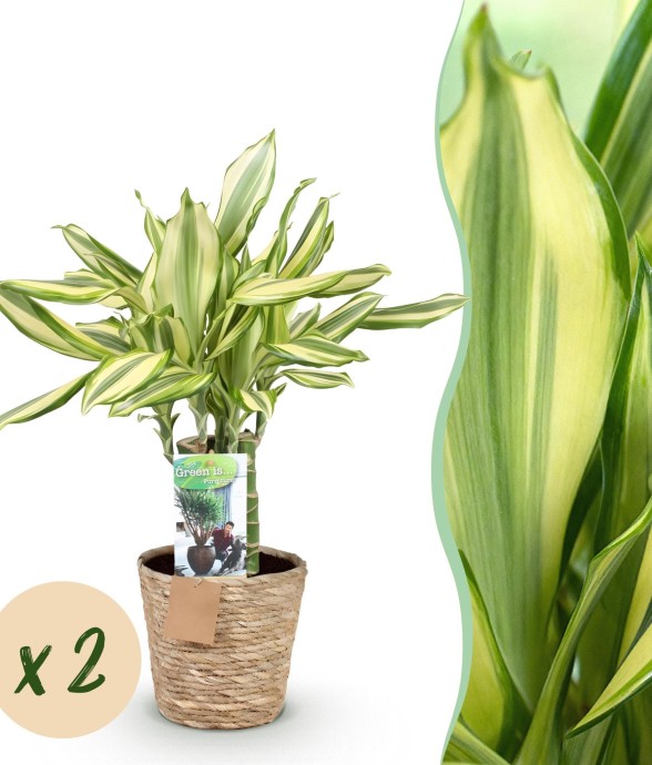 Dracaena fragrans Diamond...