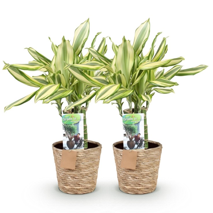 Dracaena fragrans Diamond Dream – Lot de 2 – Pot 17 cm
