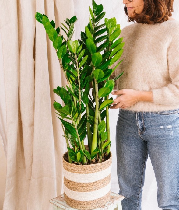 Zamioculcas Zamifiolias