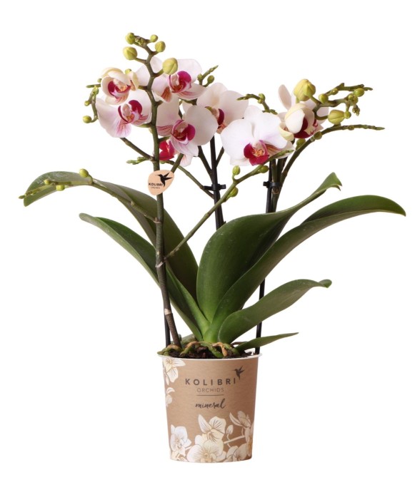 Orchidée blanche et rose -...