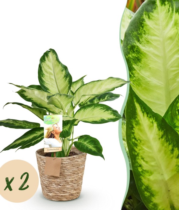 Diefenbachia Camilla – Lot...